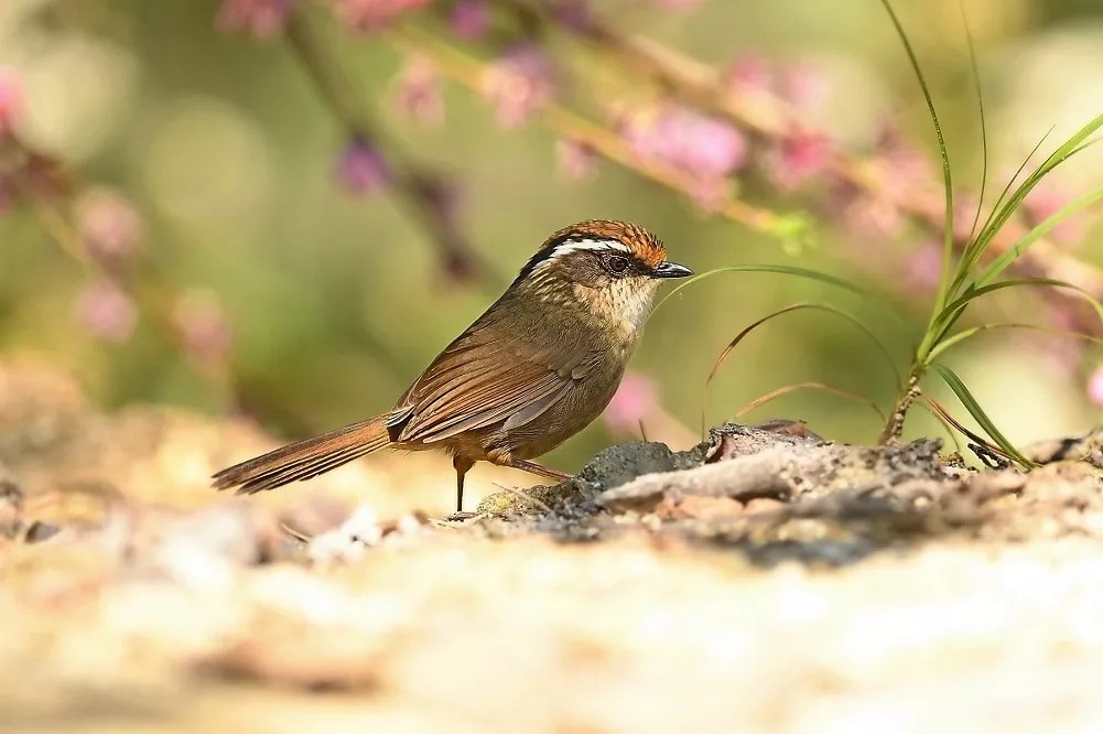 What Does a Finch Look Like A Comprehensive Guide