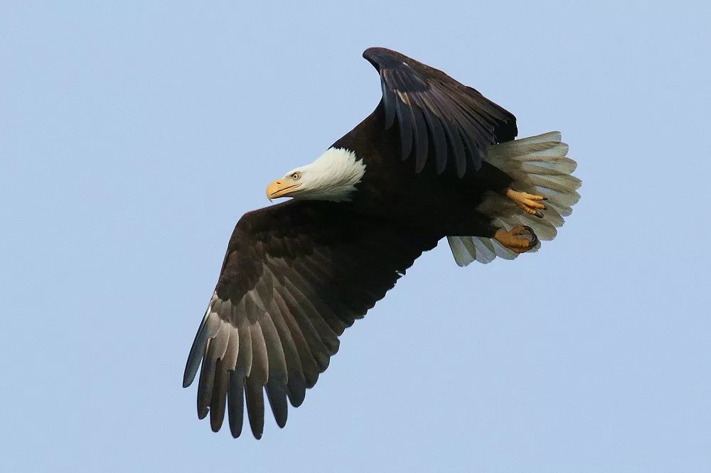 What Does the Bald Eagle Represent?