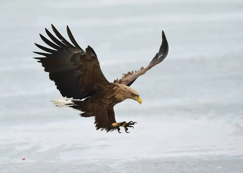 The Spiritual Meaning of Seeing an Eagle You Need To Know
