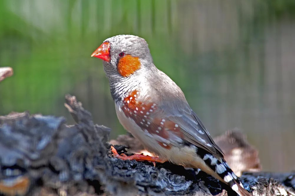 How many times a year do zebra finches lay eggs