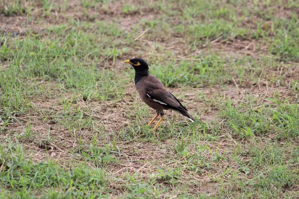 What Does a Mynah Bird Sound Like?