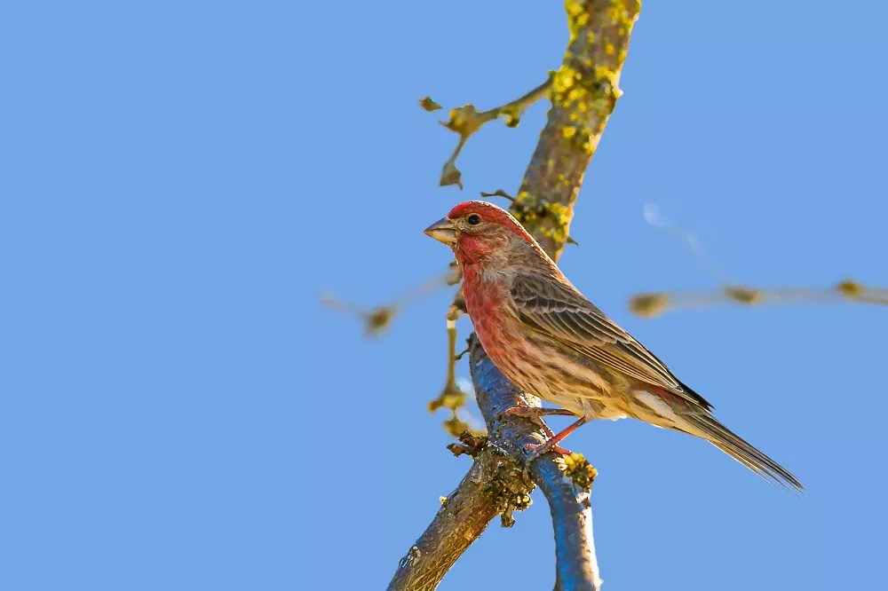 How long do house finches live
