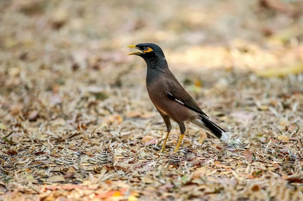 What Does a Mynah Bird Look Like A Visual Description