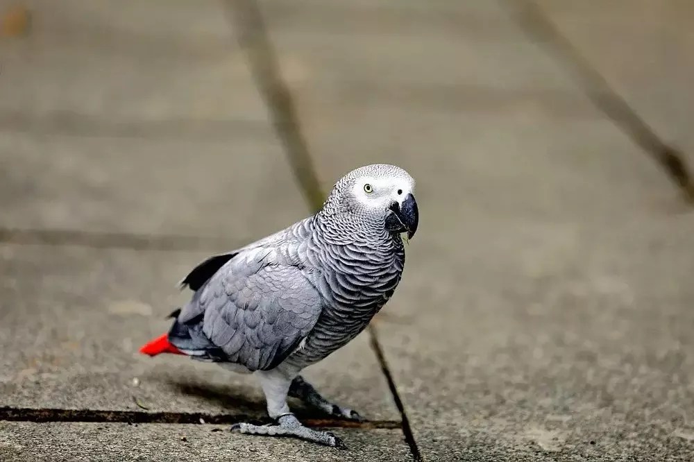 How long do African Grey parrots live in captivity