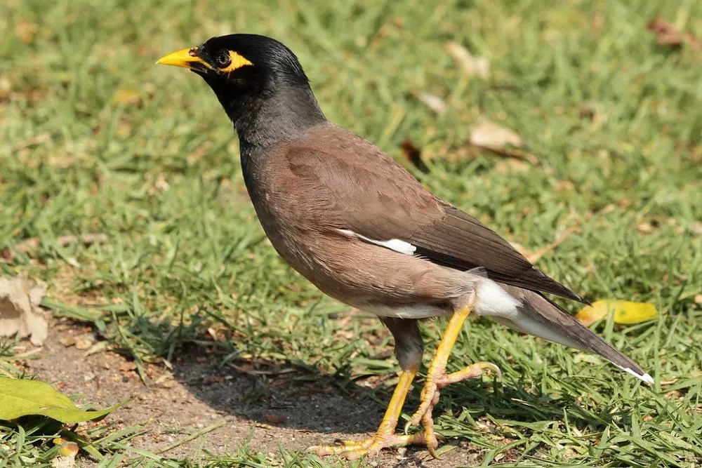 What Do Mynah Birds Eat?