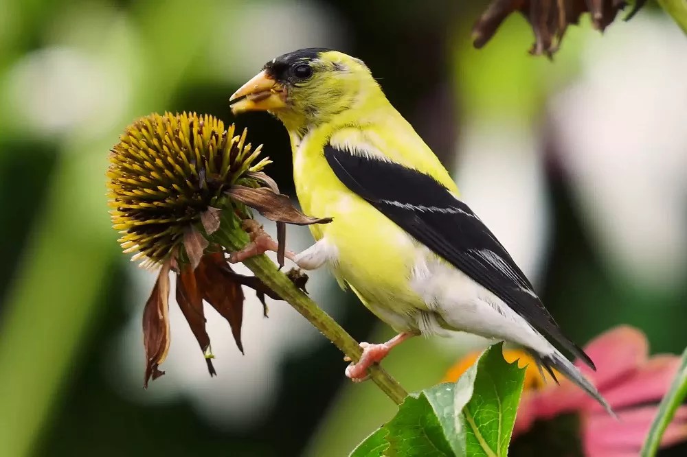 What does a female yellow finch look like