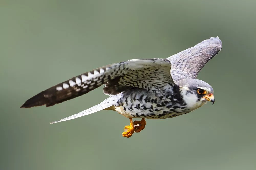 How long do falcons live