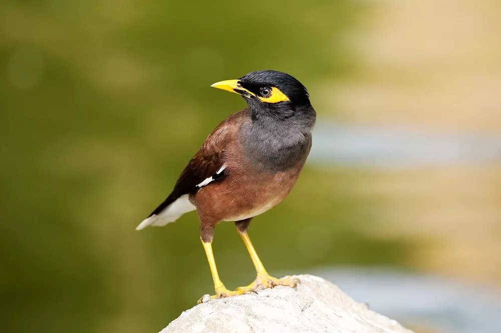 Can Mynah Birds Eat Rice A Comprehensive Analysis