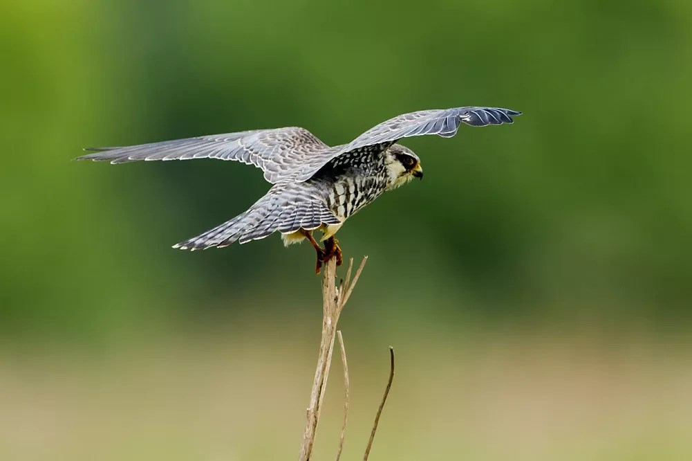 How much weight can a falcon lift