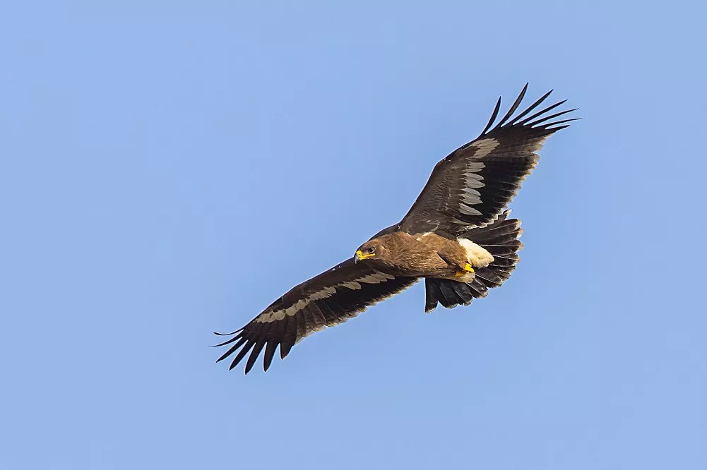 Do hawks eat hummingbirds