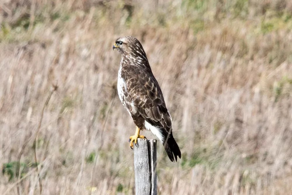 How long do Buzzards live