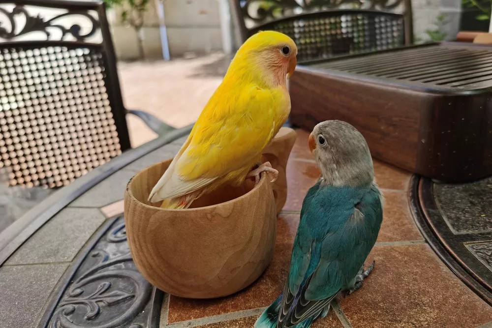 Can you potty train a parrot