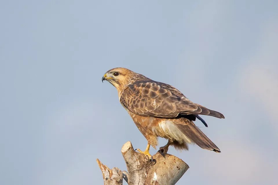 Are Buzzards Protected? Everything You Need To Know