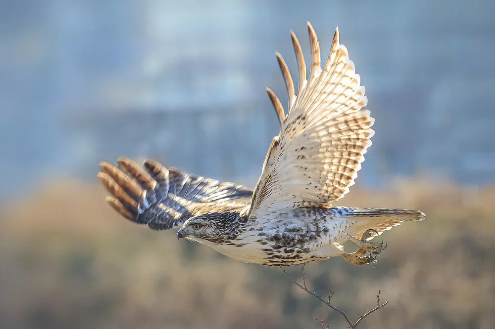 Do buzzards eat rabbits?