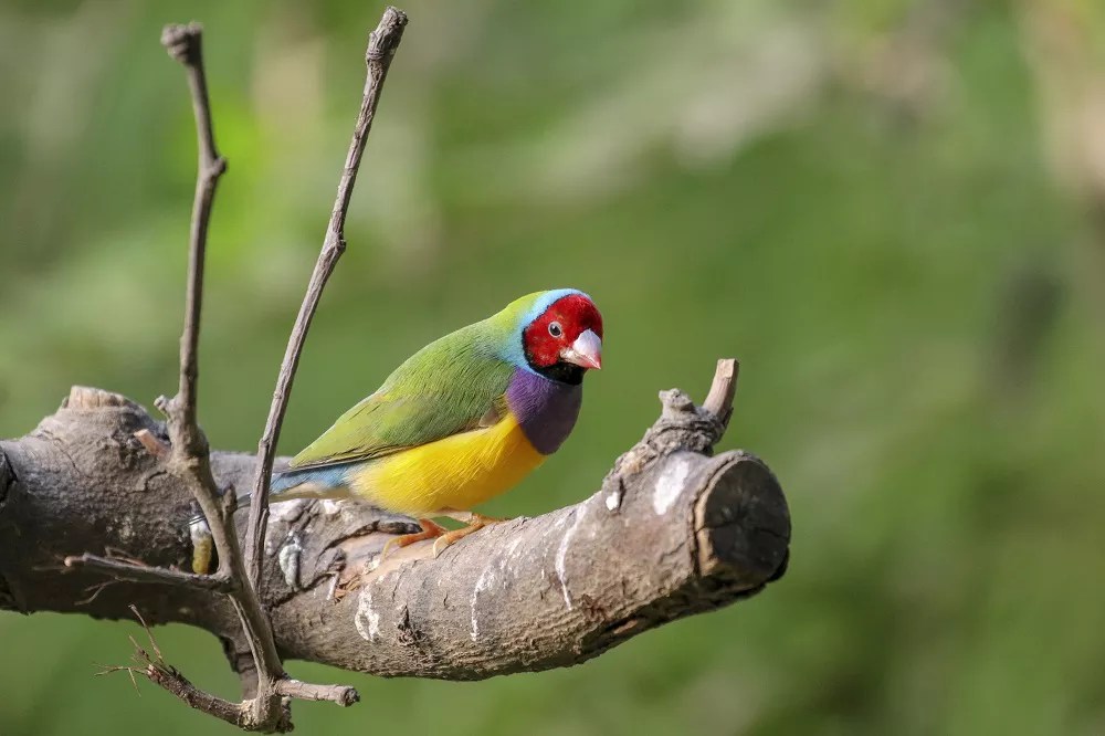 What Does a Gouldian Finch Look Like? A Detailed Look