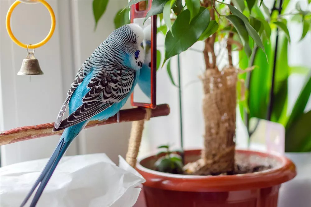 Why is my parakeet losing feathers