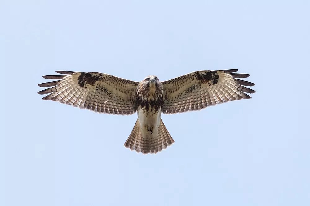 Do buzzards eat rats