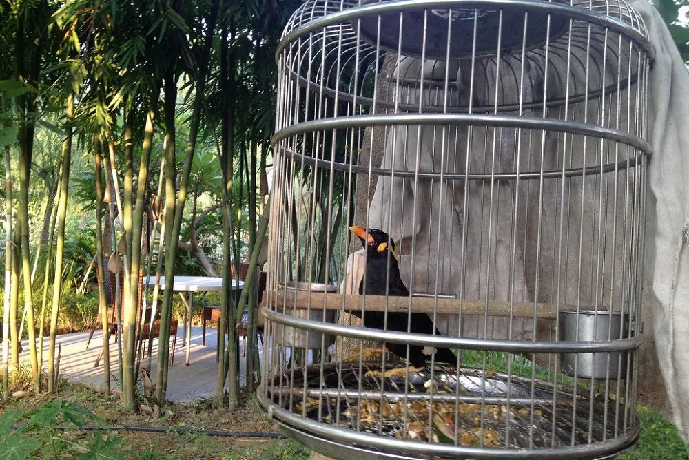 Do bird cages need to be covered at night