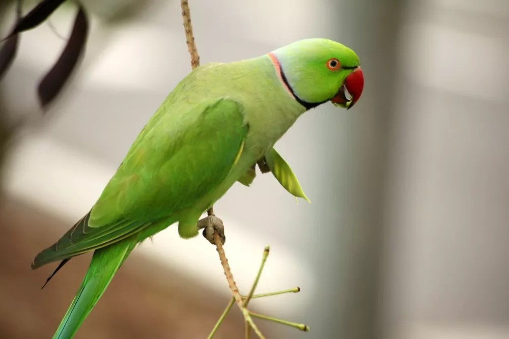 Can Ringneck parrots eat bananas