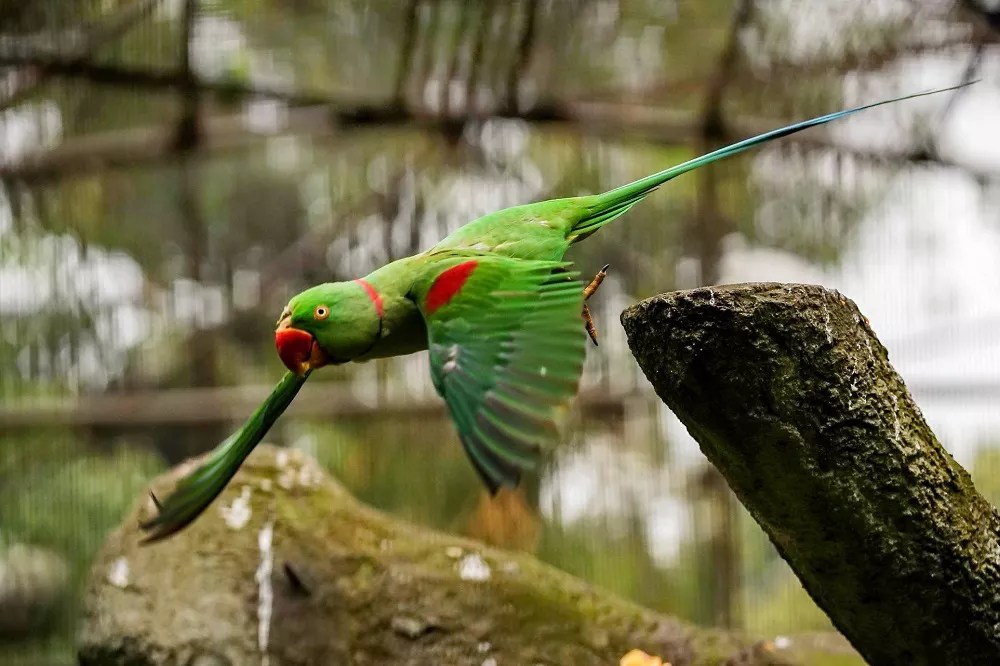 How to identify male and female indian parrot