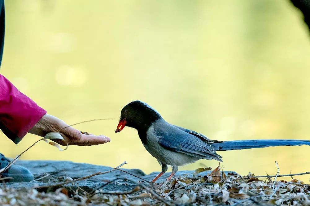 Can birds eat raisins and sultanas