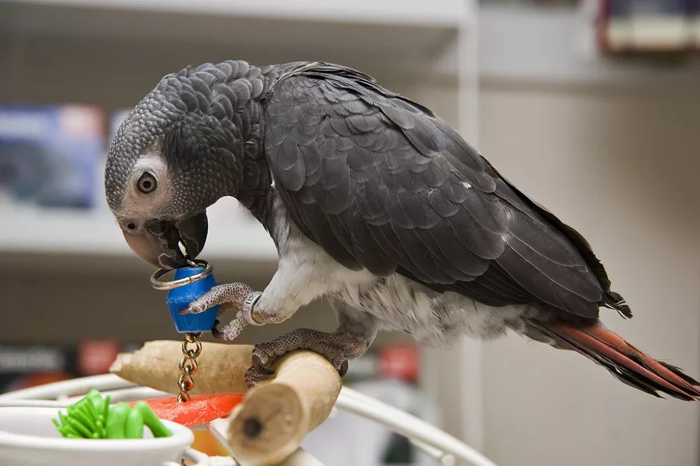 How to potty train an African Grey parrot, just 6 steps