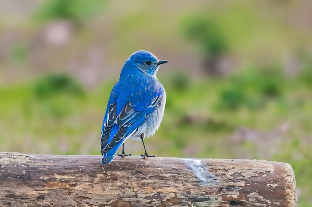 What do Bluebirds symbolize