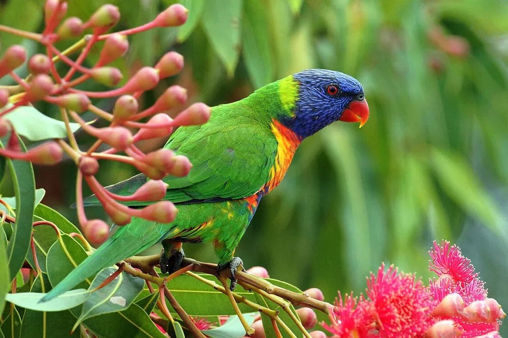 What do Rainbow Lorikeets eat