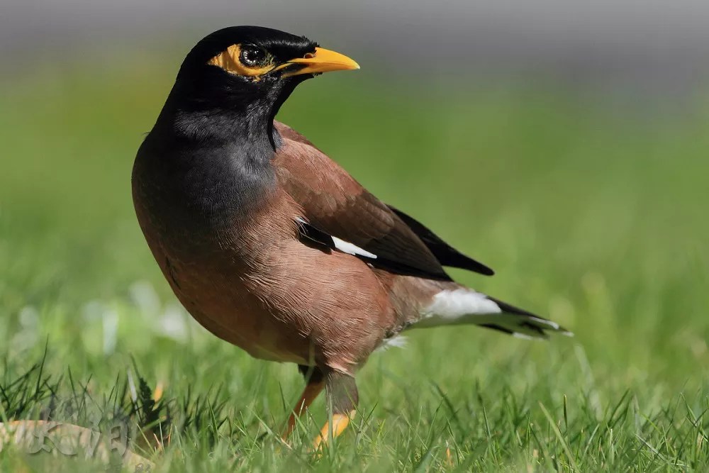 What fruits do myna birds eat