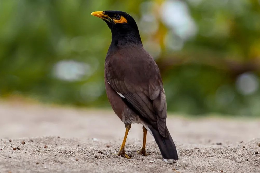 What do mynah birds like to eat