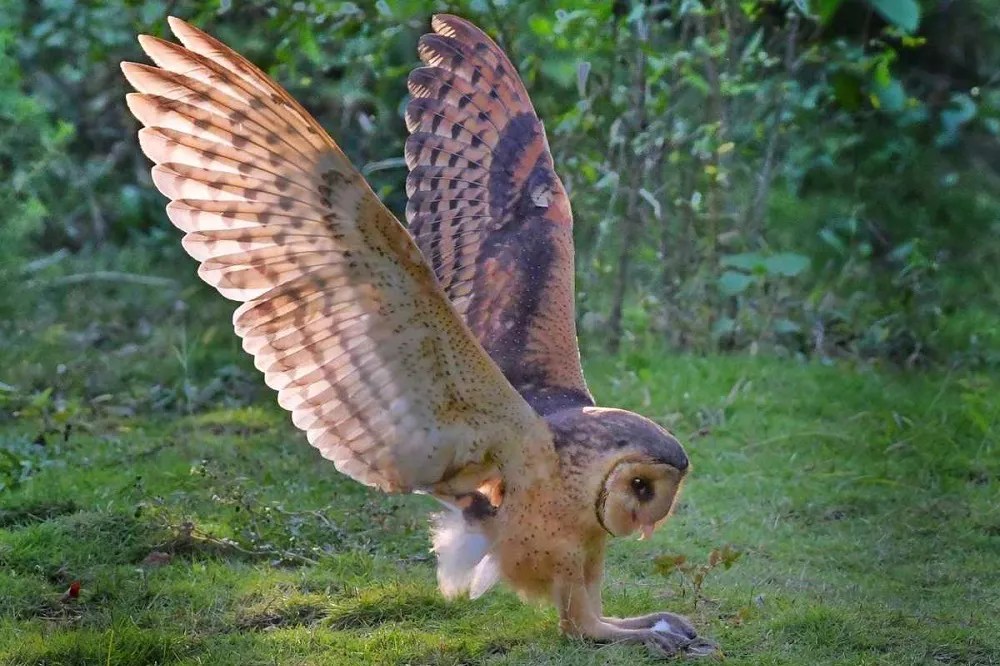 What Do Barn Owls Eat (Something You Need To Know)