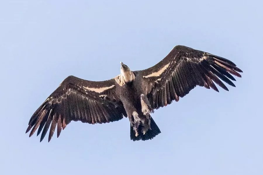What is the biggest Vulture in the world