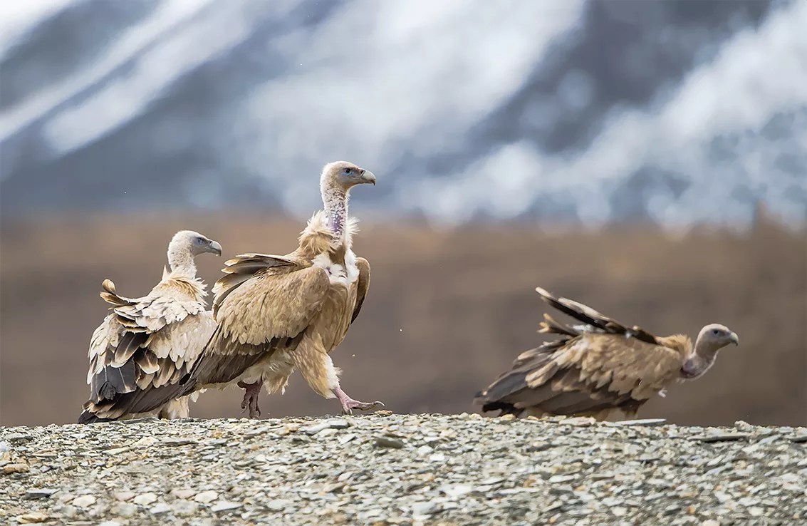 What does Vultures eat? Everything You Need To Know