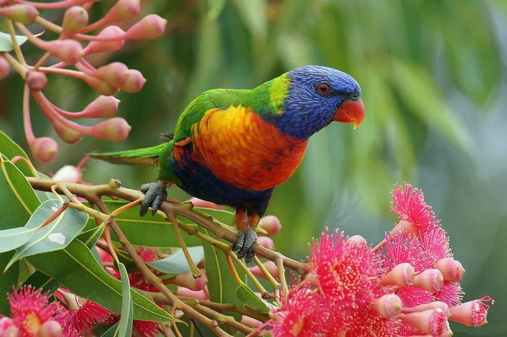 What does a Rainbow Lorikeet look like