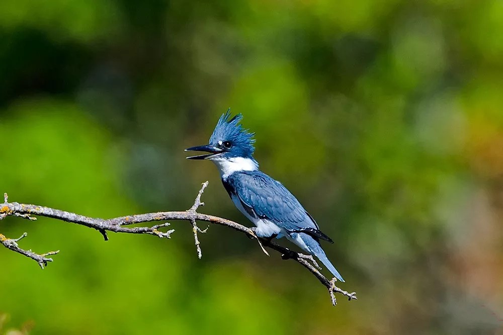 What Do Belted Kingfishers Eat? [Revealed!]