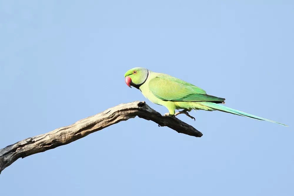 How to identify male and female Indian Ringneck parrot