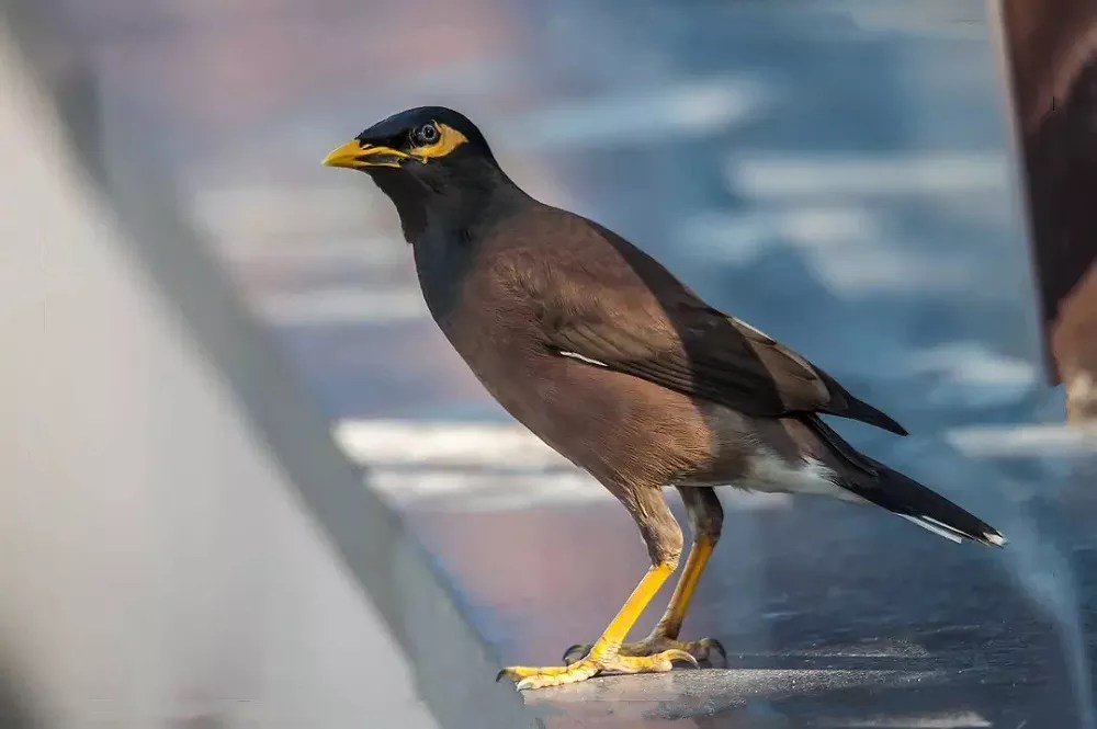 How Much Does a Mynah Bird Cost?