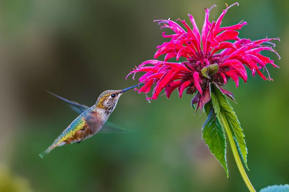 What flowers do Hummingbirds like (Top7 Flowers)