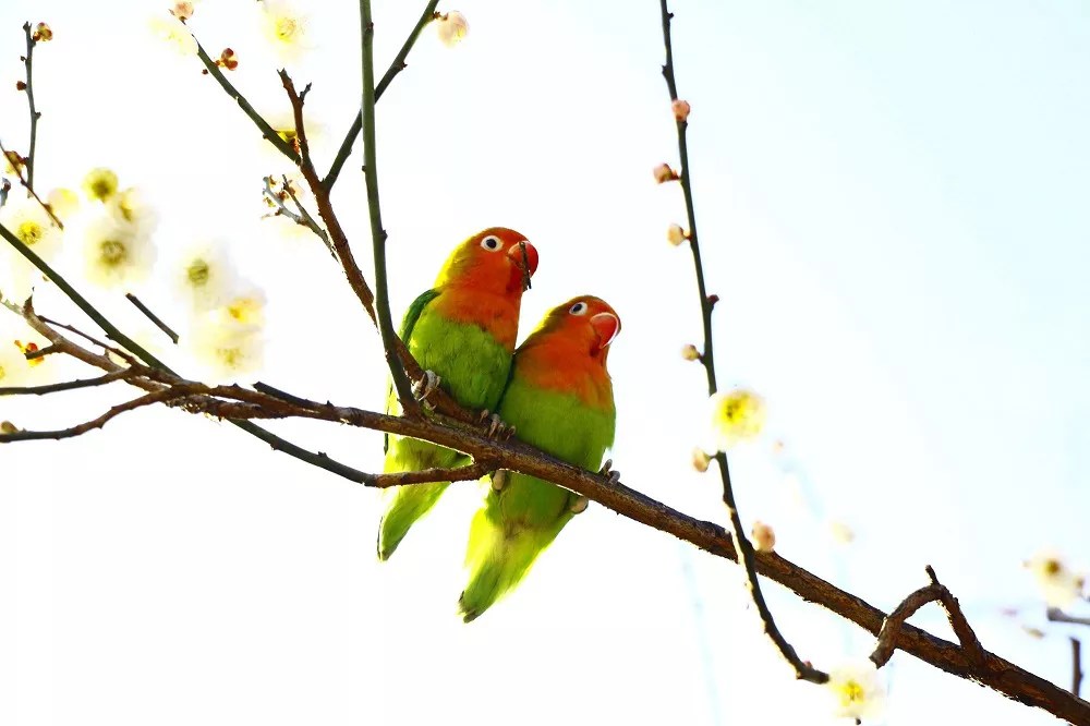 What Foods Can Lovebirds Not Eat (You Need To Know)