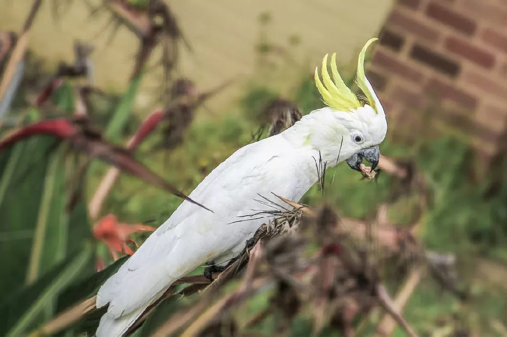 How long do Cockatoos live (something you need to know)