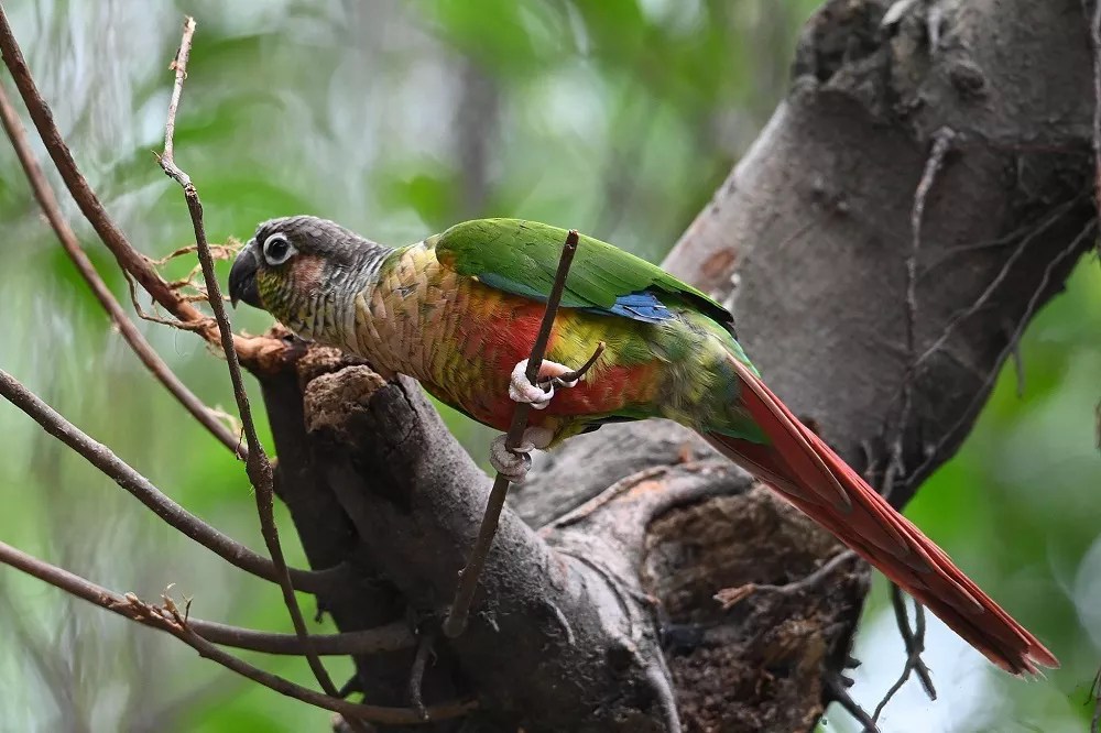 What do Greencheek Conures eat