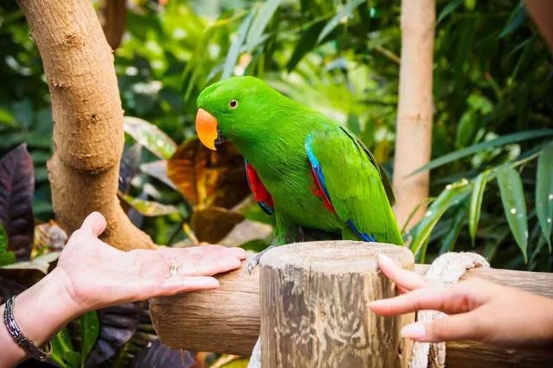 Is an Eclectus Parrot a good pet Pros & Cons