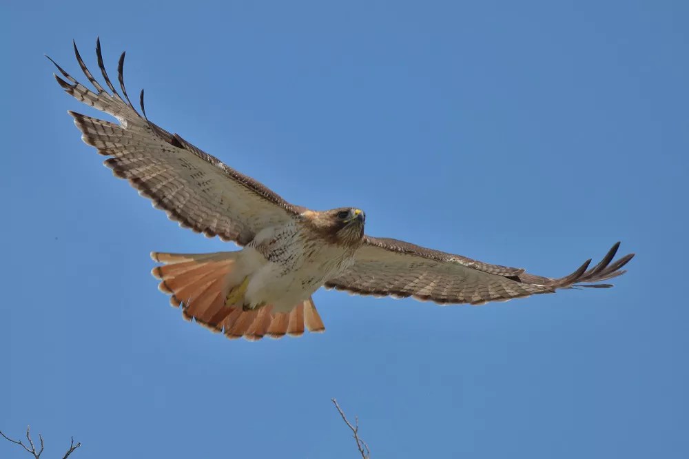 Identifying a Juvenile Redtailed Hawk Tips & Techniques