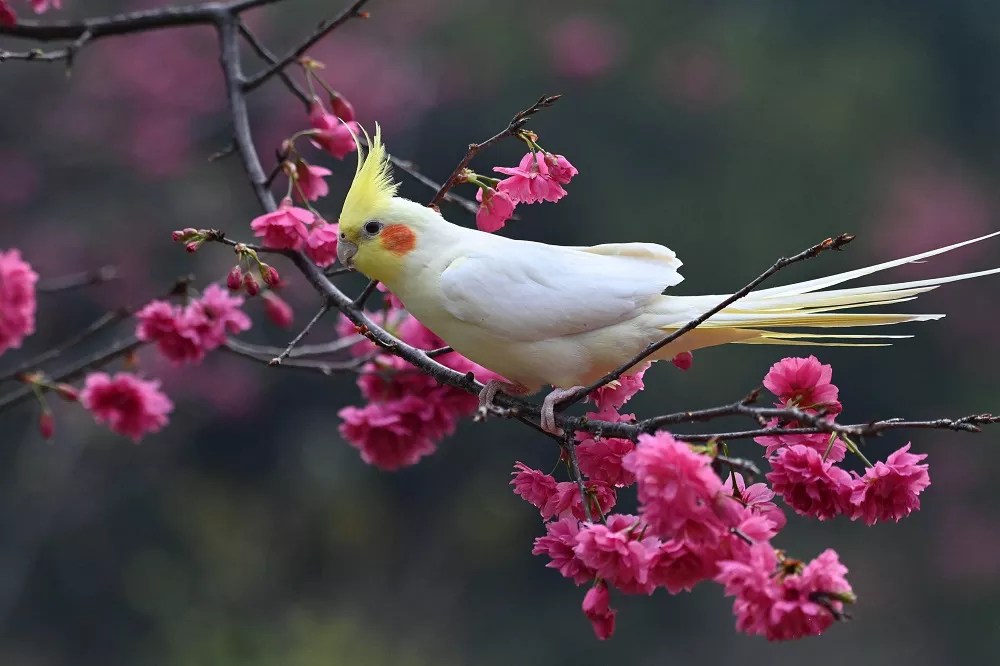 List of Foods Toxic to Cockatiels (All You Need To Know)