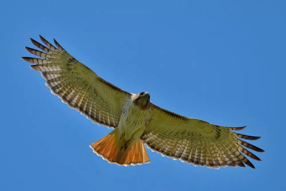 What Does a Redtailed Hawk Sound Like?