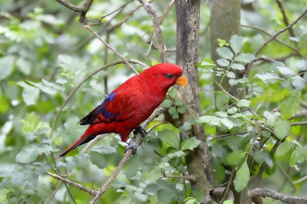 Are Eclectus Parrots Aggressive? (All You Need To Know)