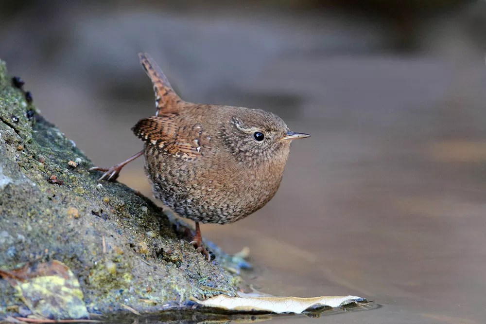 What size hole for a Wren house