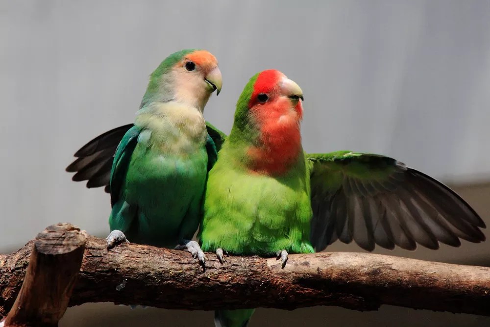 Can Lovebirds eat boiled eggs (All You Need To Know)