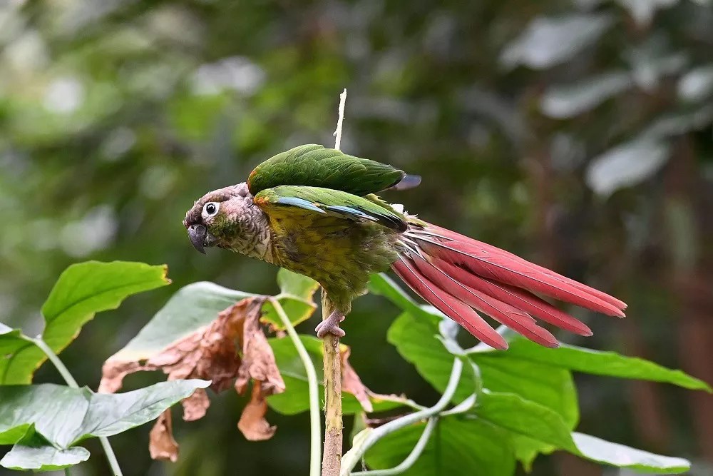 How to train a Greencheek Conure not to bite