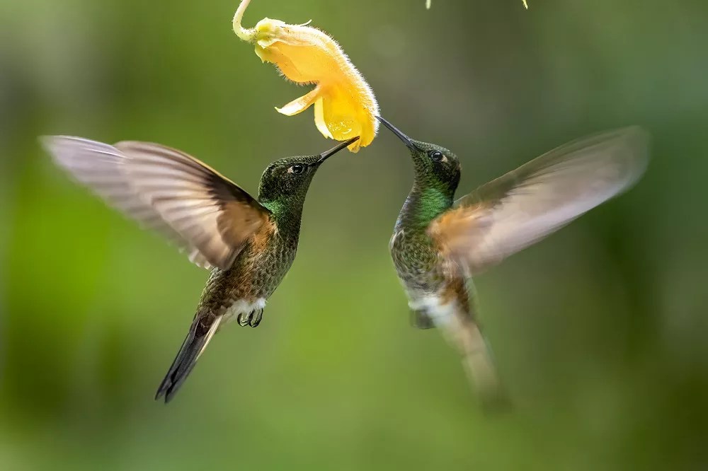 Do Hummingbirds Like Rose of Sharon? [Answer Revealed!]